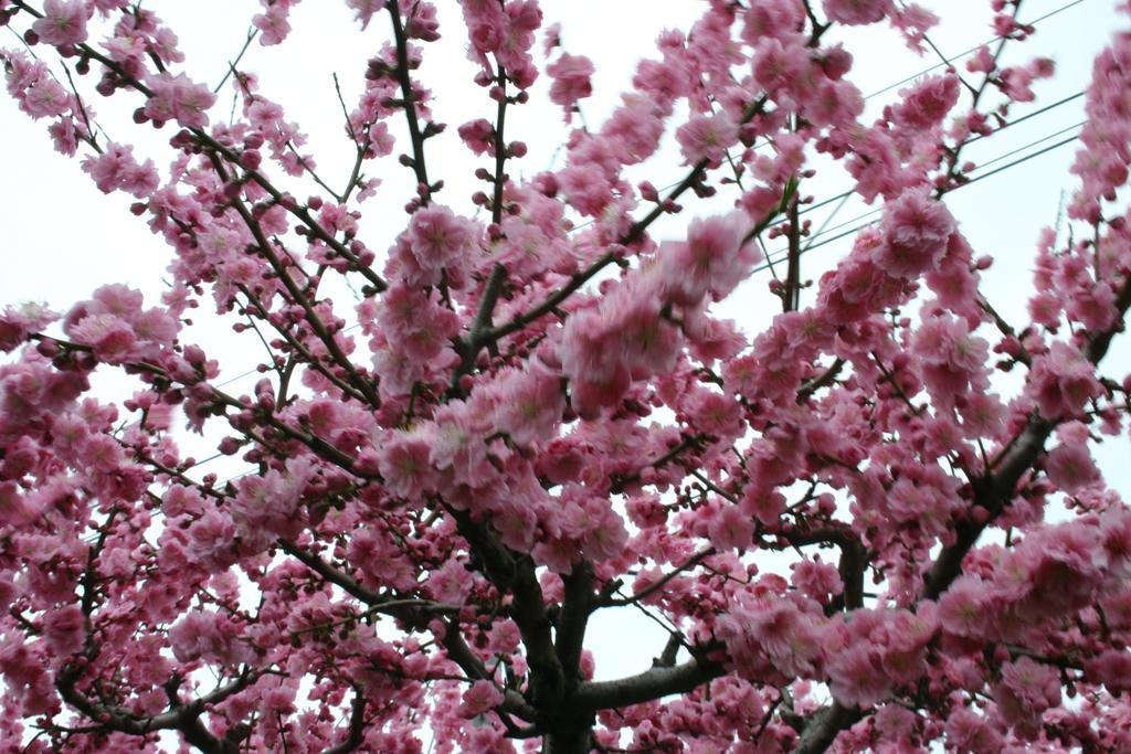 Villa May Queen Fujikawaguchiko Dış mekan fotoğraf